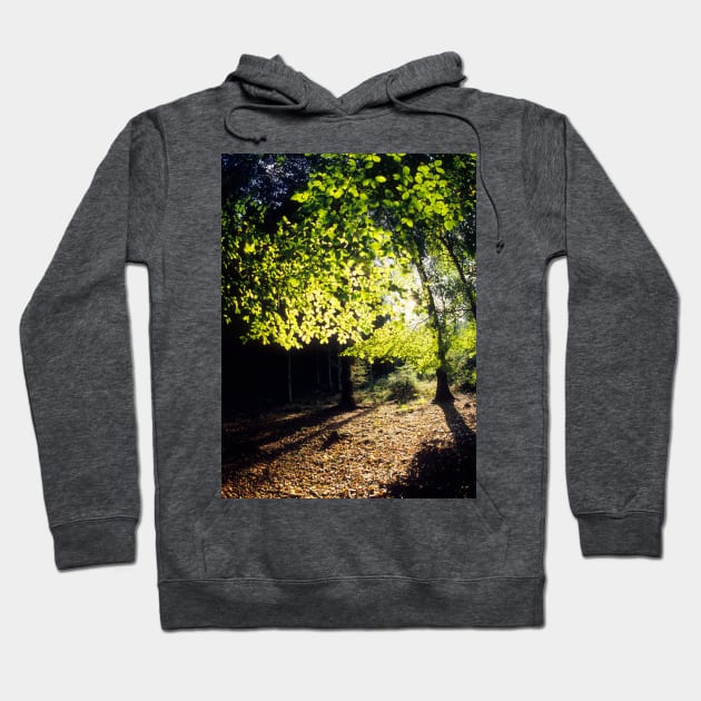 Spring Trees Hoodie by JonDelorme